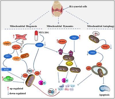 Rheumatoid arthritis and mitochondrial homeostasis: The crossroads of metabolism and immunity